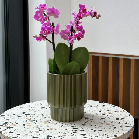 Ghiveci ceramic verde 13x15 cm pentru orhidee și flori delicate, suport elegant și decorativ pentru interior