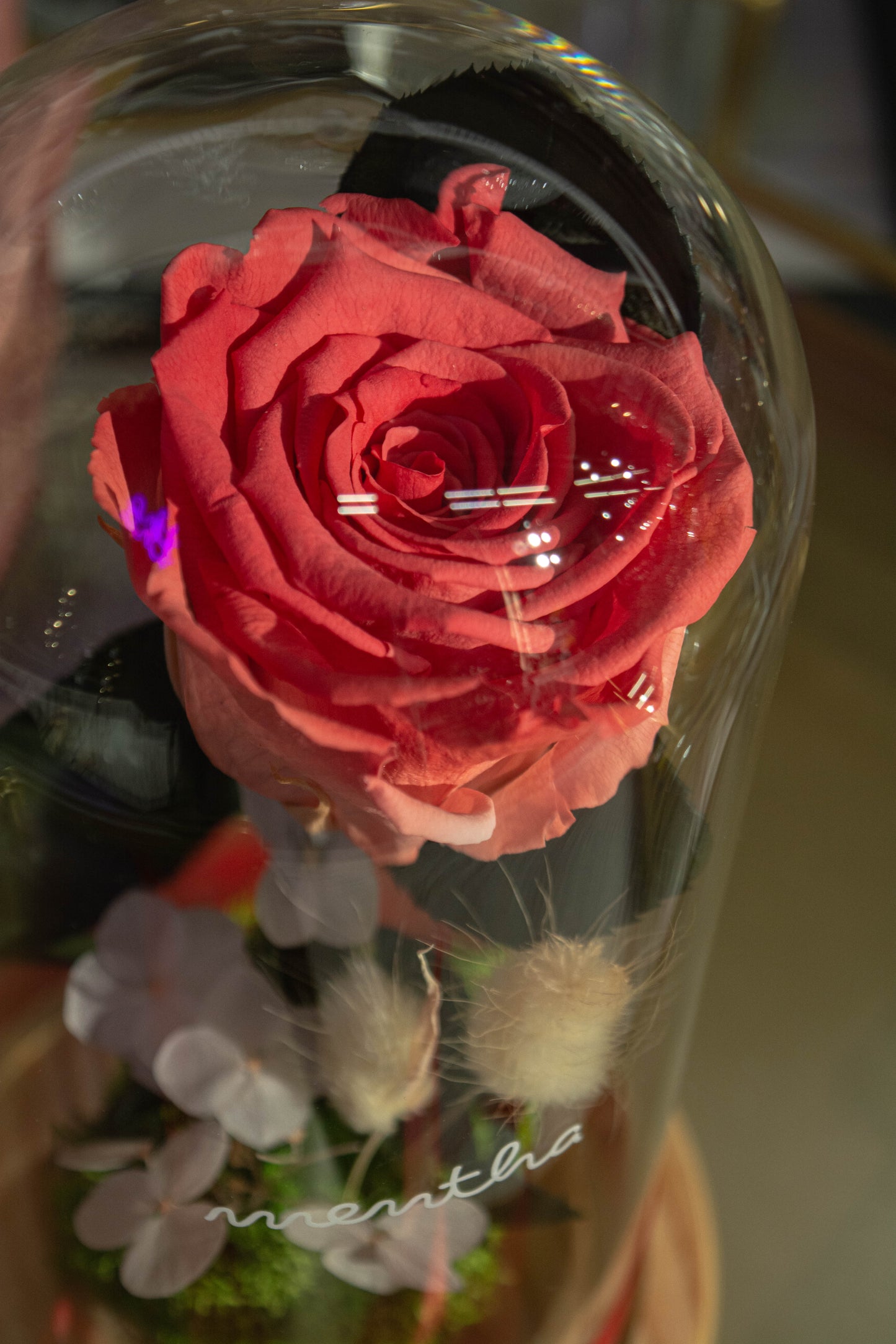 Trandafir criogenat corai ⌀8cm în cupola de sticlă 12x21cm