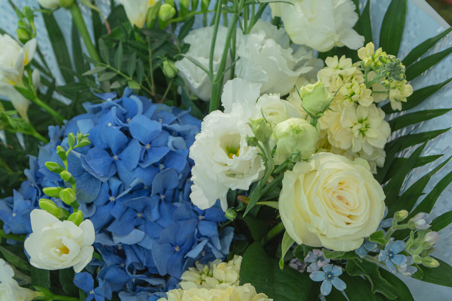 Aranjament floral cu hortensie albastră și trandafiri - buchet elegant - livrare flori în Reșița